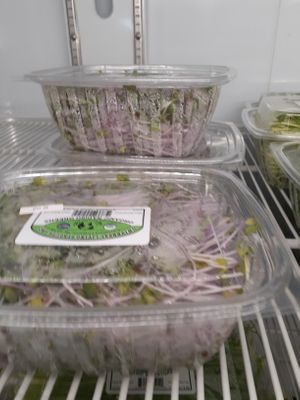 9.1.2025 at Universal Living Sprouts in West Palm Beach