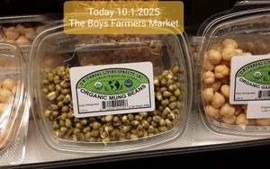 Organic Mung Beans - no lot number, no sprouted date, no best by date at Universal Living Sprouts in West Palm Beach