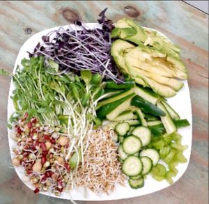 Healthy Salad with Microgreens, Radish. Fenugreek, Avocado, Pea Greens, Brocolli Sprouts, Cukes, Sprouted Beans at Universal Living Sprouts in West Palm Beach