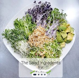 Healthy Salad with Microgreens, Radish. Fenugreek, Avocado, Pea Greens, Brocolli Sprouts at Universal Living Sprouts in West Palm Beach