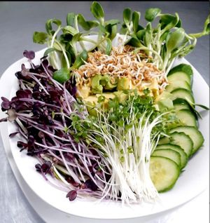Healthy Salad with Microgreens, Radish. Fenugreek, Avocado, Pea Greens, Brocolli Sprouts & Sunflower Sprouts at Universal Living Sprouts in West Palm Beach