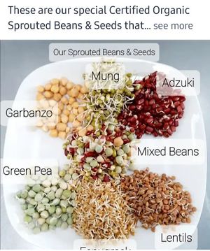 Organic Sprouted Beans, Legumes, Seeds at Universal Living Sprouts in West Palm Beach