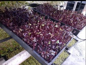 Full Trays of Organic Purple Rambo Radish Microgreens at Universal Living Sprouts in West Palm Beach