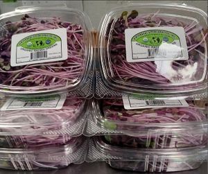 Organic Purple Rambo Radish Microgreens - 2oz at Universal Living Sprouts in West Palm Beach