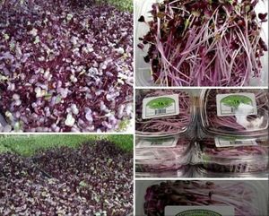 Organic Purple Rambo Radish Microgreens at Universal Living Sprouts in West Palm Beach