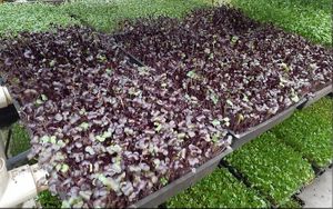Organic Purple Rambo Radish Microgreens - Full Trays at Universal Living Sprouts in West Palm Beach