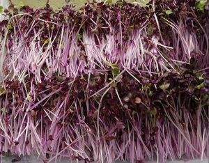 Harvested Organic Purple Rambo Radish Microgreens at Universal Living Sprouts in West Palm Beach
