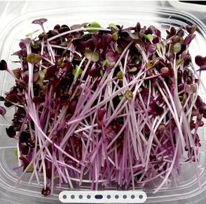 Organic Purple Rambo Radish Microgreens at Universal Living Sprouts in West Palm Beach