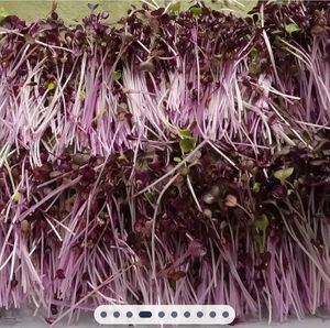 Harvested Organic Purple Rambo Radish Microgreens at Universal Living Sprouts in West Palm Beach