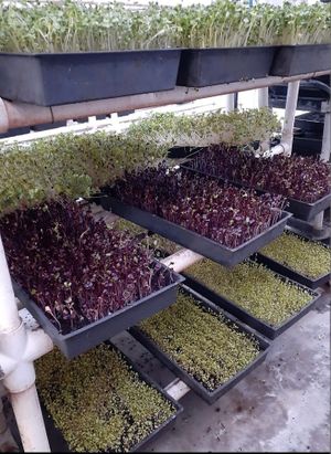 Full Trays of Organic Purple Rambo Radish Microgreens at Universal Living Sprouts in West Palm Beach