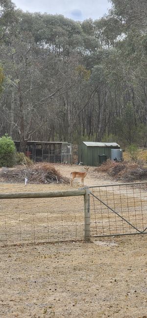 We were lucky to see a deer roaming the property at Stephanie's Country Cottages in Drummond North