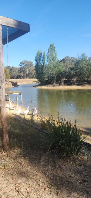 Large pond home to some geese and ducks at Stephanie's Country Cottages in Drummond North