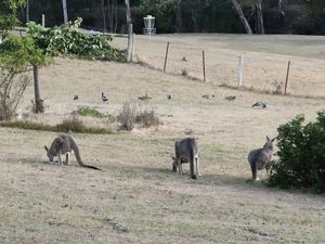 So many kangaroos! They're gorgeous to watch from the balcony. The property has fencing and designated off leash areas so that wildlife are safe from dogs. at Stephanie's Country Cottages in Drummond North