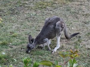  at Stephanie's Country Cottages in Drummond North
