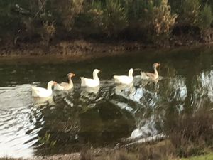 Geese on the lake at Stephanie's Country Cottages in Drummond North
