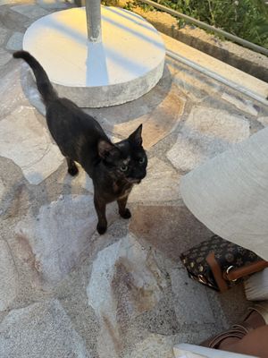   at Lorraine's Magic Hill in Kefalonia