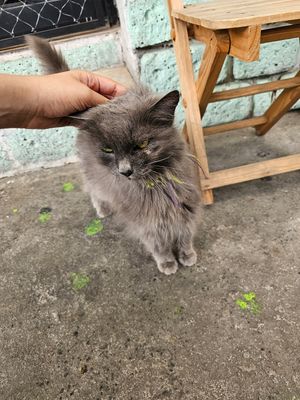 . at Garros DeliGATessen in Mexico City