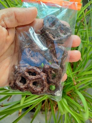  at Veggicano Plant Based in Mexico City