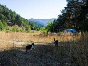 stunning location with friendly cats !   at Wellness and Wilderness in Bonar