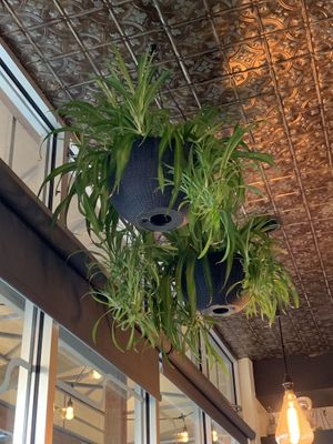 Robust spider plants 🙃 at Watercourse Foods in Denver