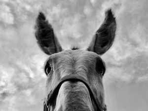 Eddie at Farm of the Free in Good Hope