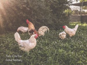 Rescued chickens  at Farm of the Free in Good Hope