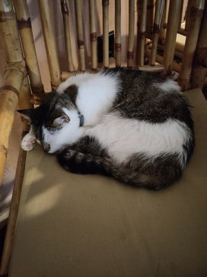 Sleeping Kitty at Dobrá Cajovna in Kutna Hora
