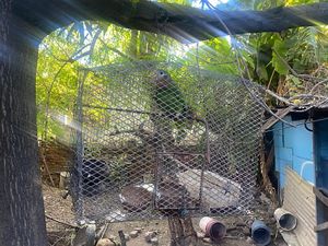   at Ibo Spice in Kingston