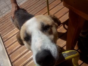 friendly local stray, Banksy at Pat's Deli Farm in Sarande