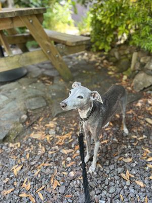   at Brambles in Inveraray