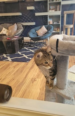  at affoGATO in Cleveland