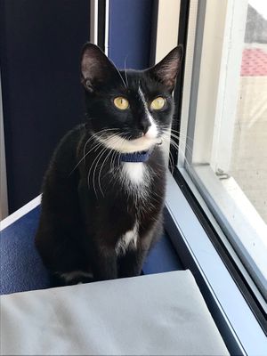 Minnow at affoGATO in Cleveland