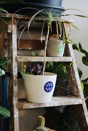   at Fauna & Flora in Lisbon