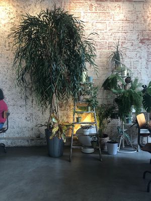 Place  at Fauna & Flora in Lisbon