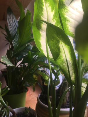 Nice plant friends at Planta Bistro in Poznan