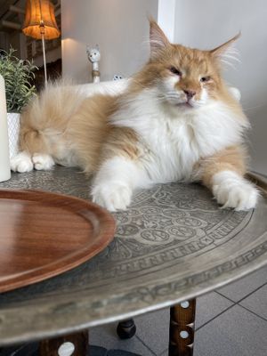 Gomez  at Jippies Kattencafe in Haarlem