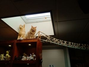 One of the cats sitting atop a cabinet, with a skylight behind him at Jippies Kattencafe in Haarlem