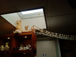 One of the kitties resting by a bridge at Jippies Kattencafe in Haarlem