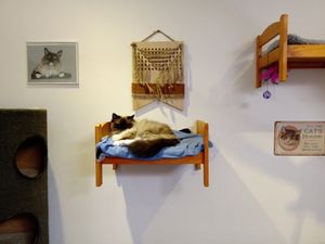 One of the cats relaxing at Jippies Kattencafe in Haarlem