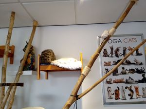 A white cat dozing at Jippies Kattencafe in Haarlem