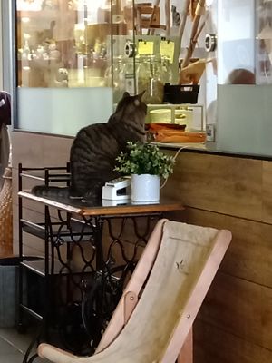 One of the cats at the window, waiting to be served at Jippies Kattencafe in Haarlem