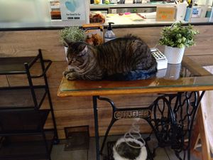 One of the cats resting by the till at Jippies Kattencafe in Haarlem