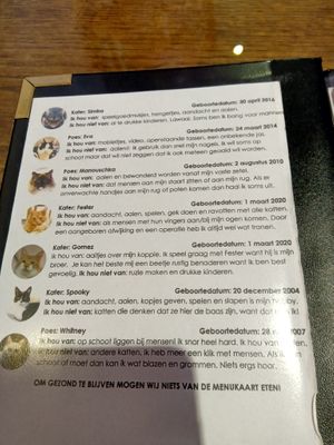 Info about the cats at Jippies Kattencafe in Haarlem