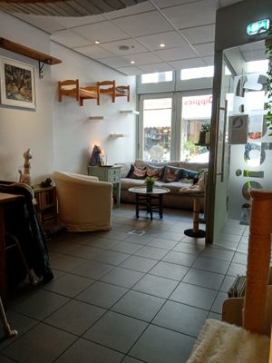 Some of the inside seating at Jippies Kattencafe in Haarlem