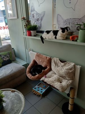 Two of the cats relaxing at Jippies Kattencafe in Haarlem