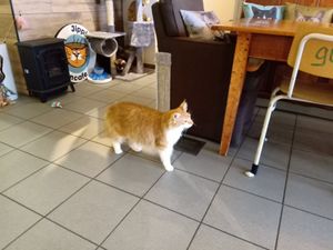 One of the kitties roaming at Jippies Kattencafe in Haarlem