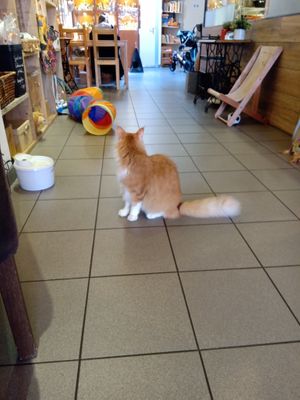 One of the cats pausing as he wanders about the cafe at Jippies Kattencafe in Haarlem