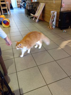 One of the cats coming over to say hello at Jippies Kattencafe in Haarlem