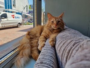 at Jippies Kattencafe in Haarlem