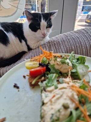  at Jippies Kattencafe in Haarlem